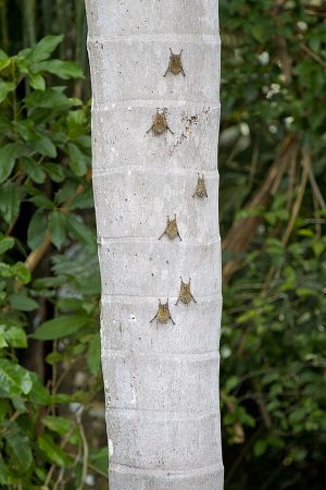 Reserva Nacional Tambopata 290.jpg